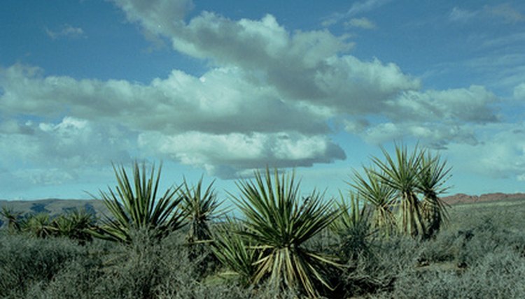 Native Plants of the Texas Coastal Plains | Sciencing