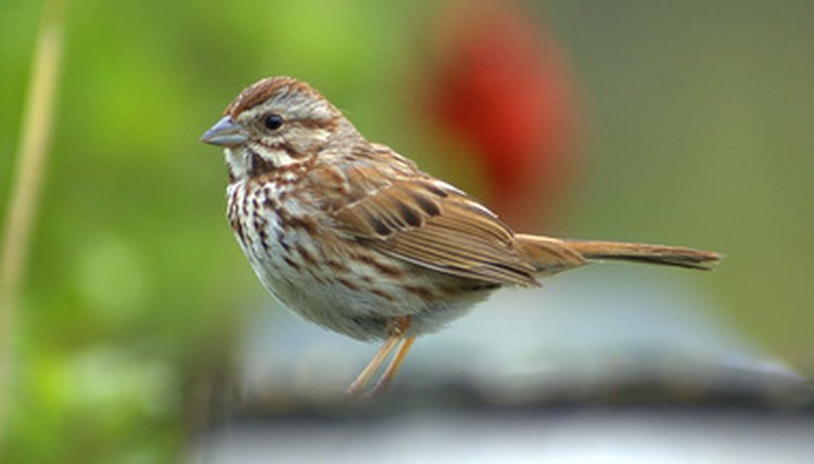 How to Build a Sparrow Bird House | Animals - mom.me