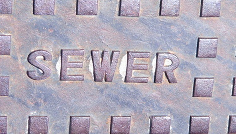 Tell students that sewer lice live in sewers around the world.