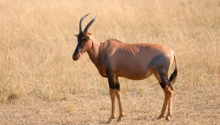 Nutrient-poor African savanna soil has few trees.