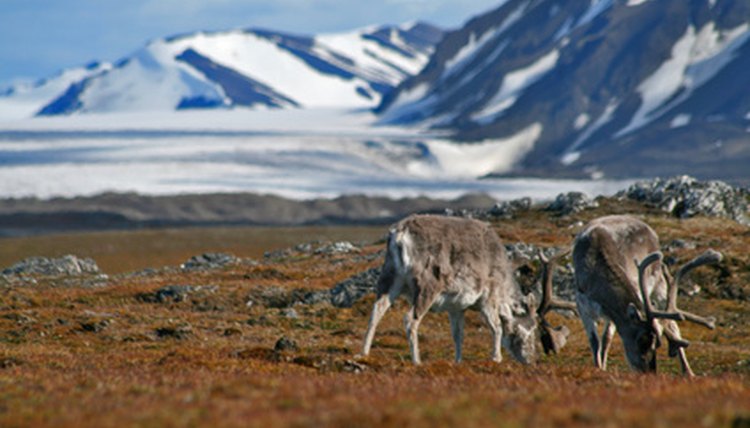 Animals in the Frigid Zone | Sciencing