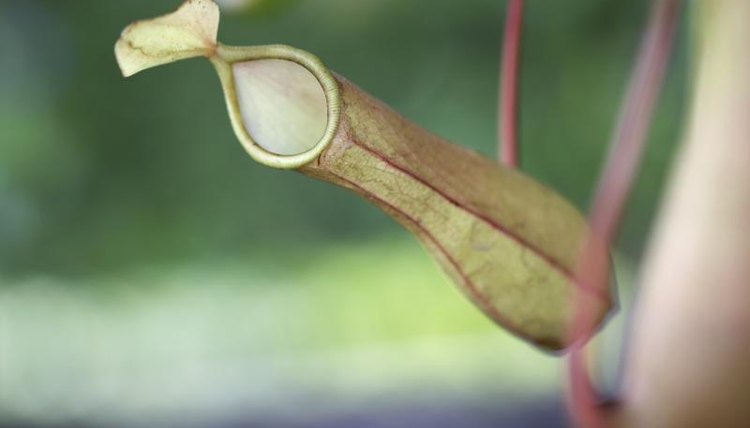 CLose-up of a pitcher plant