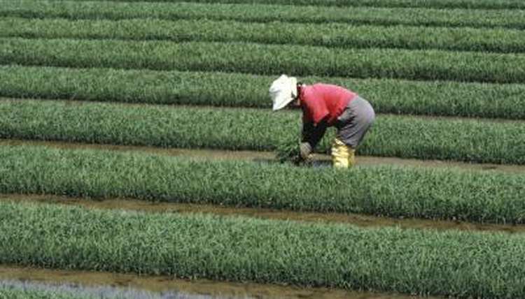 Laborer in fields.