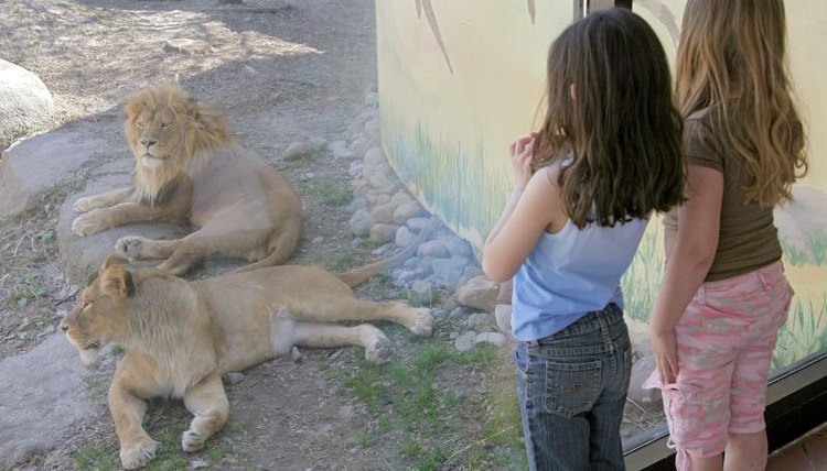 Two girls watching lions at the zoo.