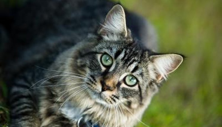 Cats are classified as mammals.