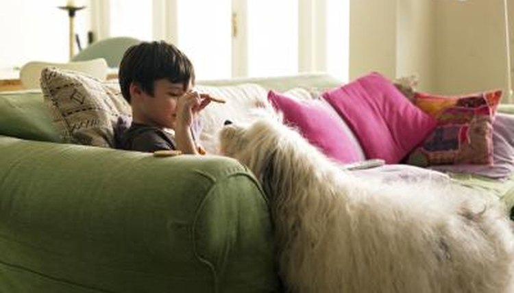 A boy gives his dog a biscuit in the living room.