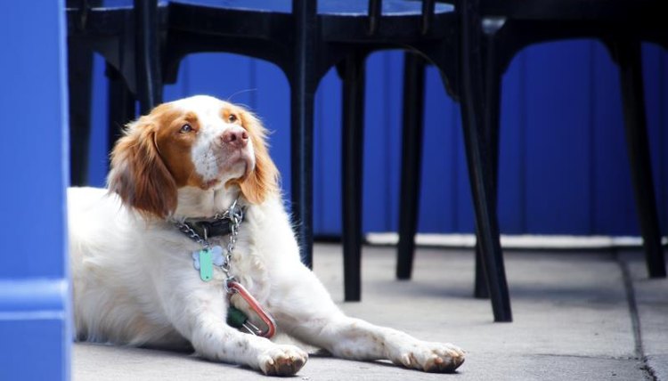 Dog on a restaurant patio