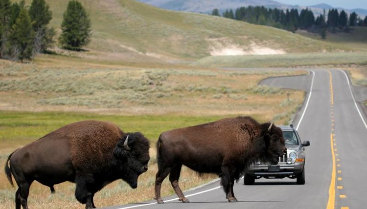 Two bison crossing the road in Yellowstone National Park.