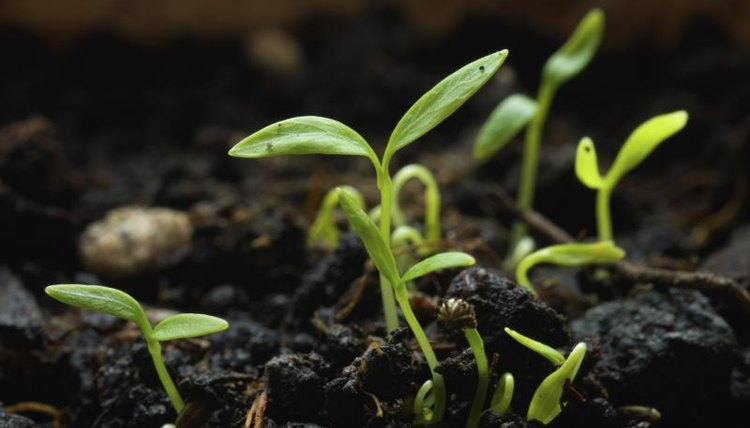 Parsley seeds germinating.
