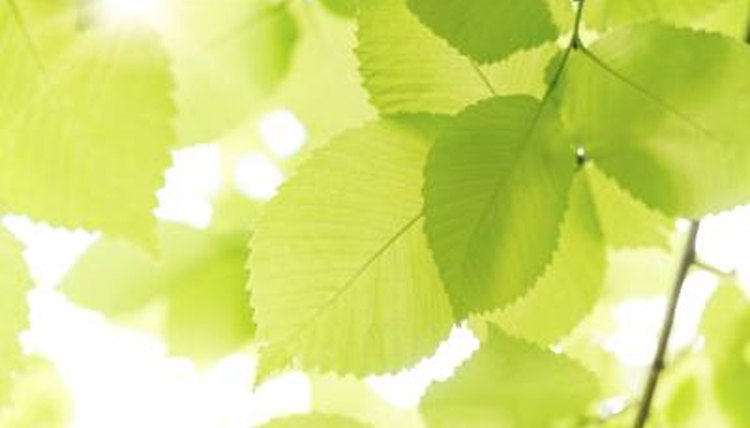 Sun coming through leaves of a tree