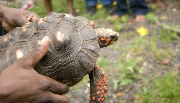 A zoo biologist is holding a tortoise for a crowd.