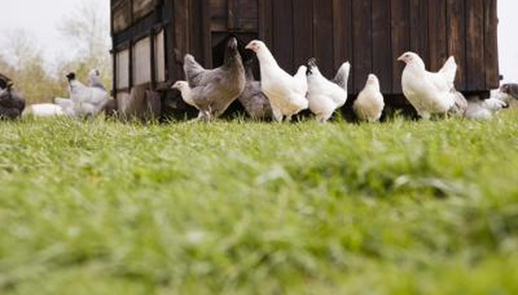 Visit a farm.