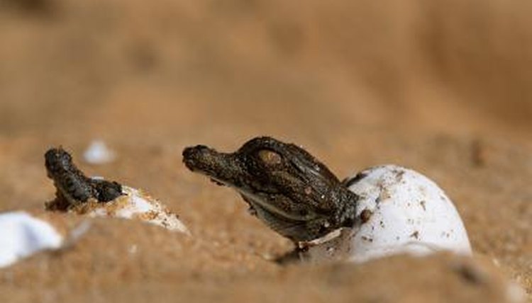 Nile crocodiles hatching out of eggs.