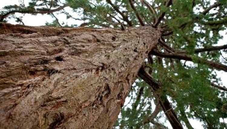 Close up of Cedar tree bark.