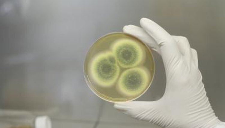 Biologist examining a petri dish