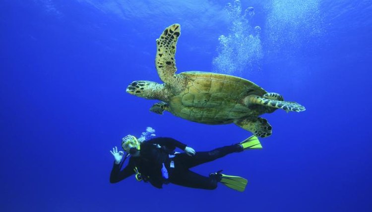 A diver and sea turtle swimming side by side.
