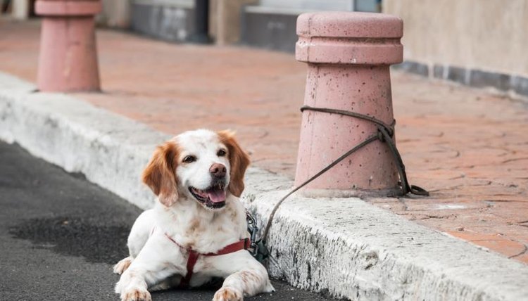 Dog tied to a post outside