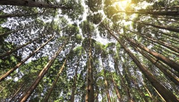 Tall Cedar trees in forest.