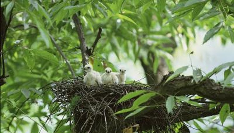  how long do baby birds stay in the nest sciencing