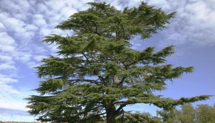 Lebanese Cedar tree.