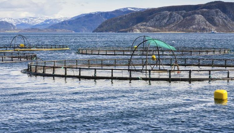 A fish farm in the ocean.