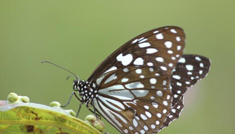 Butterfly on a leaf.
