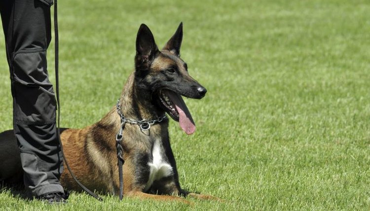 Security dog next to trainer in grass