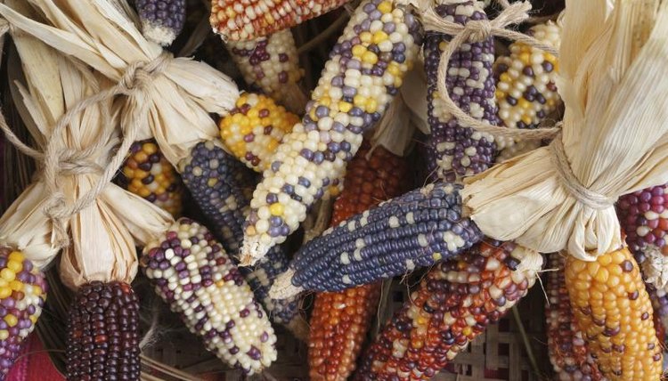 Assortment of corn