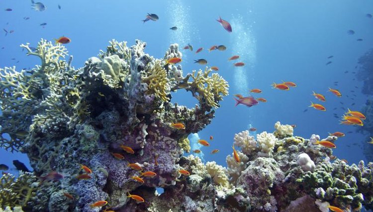 Fish swimming by a coral reef.