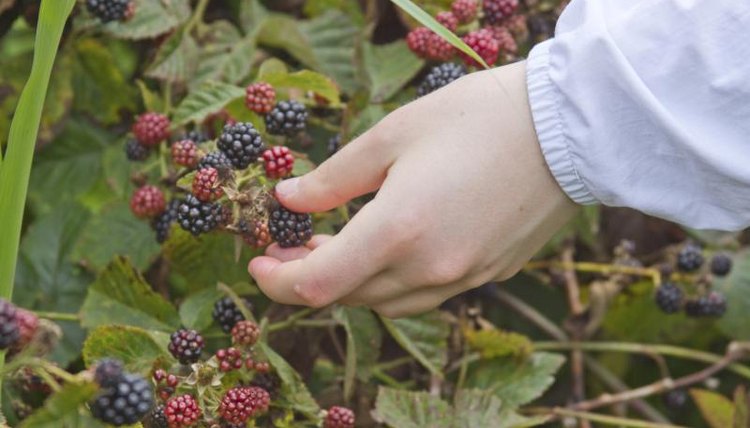 Close-up of hand picking berries