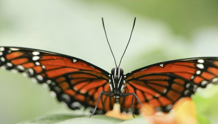 Viceroy butterfly with wings spread open.