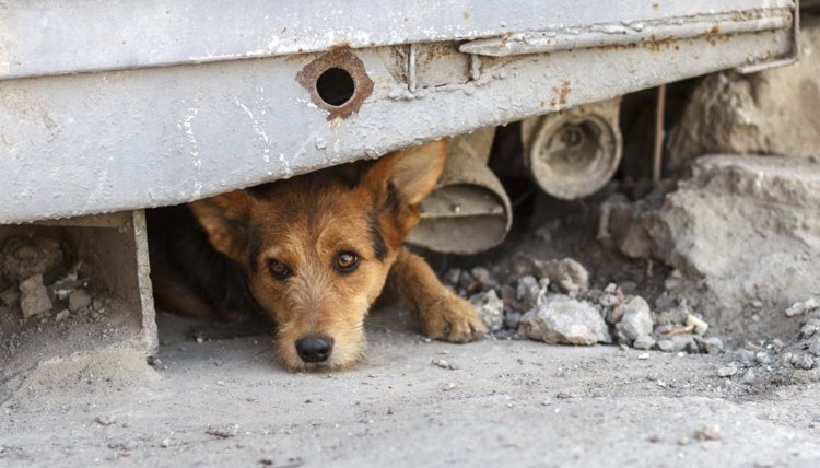 Facts About Street Dogs in Mexico 