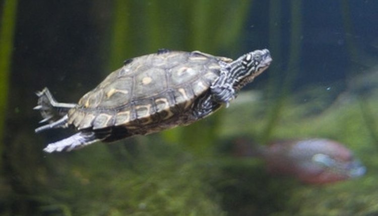 small aquatic turtles