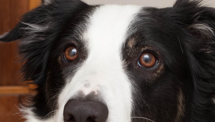 Bright Eyes Pets Nac Eye Drops For Pets Cataracts Life Long Products