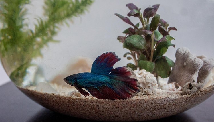 How to Decorate Betta Fish Bowls Using Plants | Animals ...