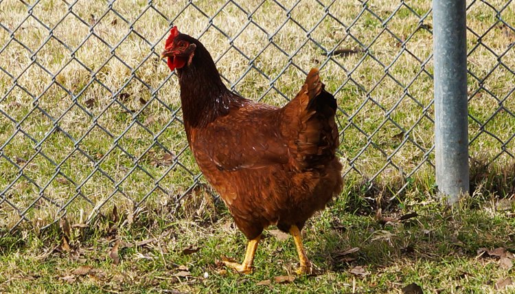 How To Raise Rhode Island Red Laying Hens Animals Momme