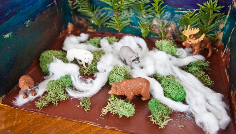 How to Make a Taiga Diorama | Synonym