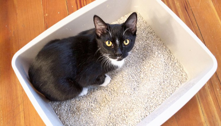 how to cat litter