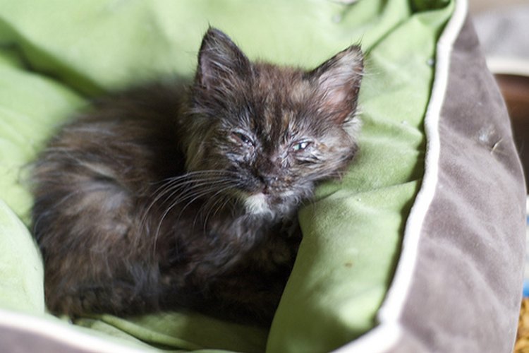 Una infección en los ojos del gatito puede ser causada por alergias, infecciones, daño físico o por alguna enfermedad respiratoria felina.