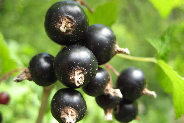 El aceite de semilla de grosella negra tiene varias propiedades.