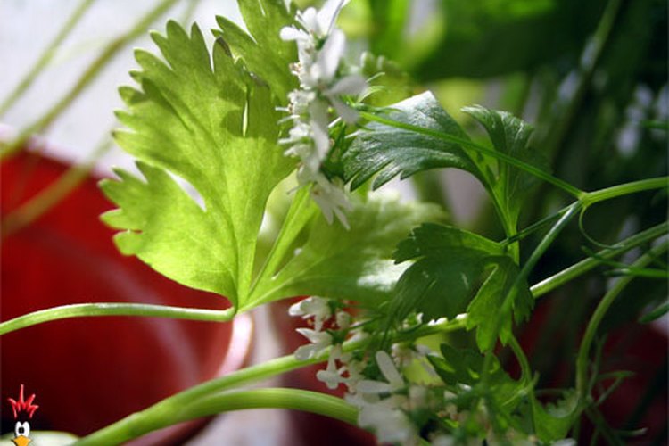 Cilantro.