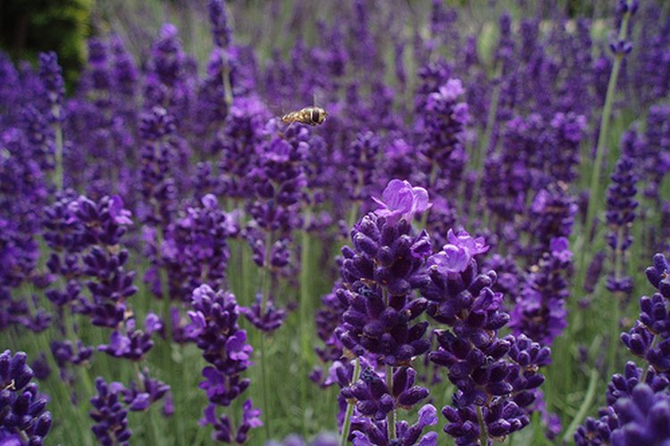 La lavanda es perfumada y relajante.