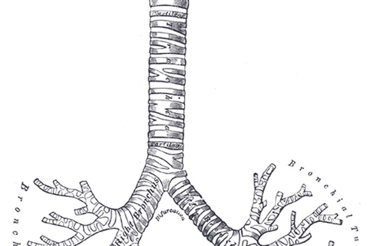 Ilustración de los tubos bronquiales.