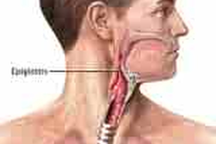 La epiglotis nos ayuda a tragar.