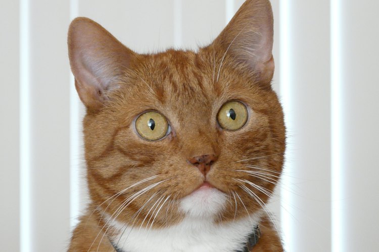 Los gatos no metabolizan cualquier droga.