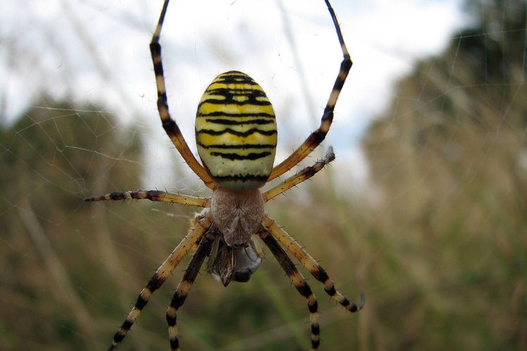 Spider