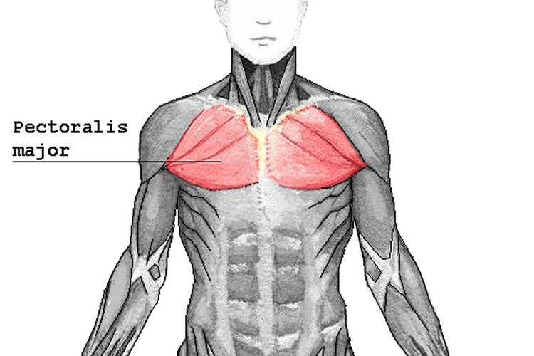 Los músculos pectorales se pueden desgarrar cuando se los estira demasiado.
