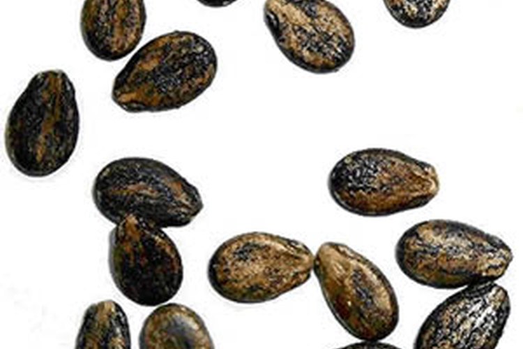 La semillas de sandía tienen varios componentes nutricionales importantes.