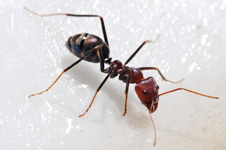Picadura de hormiga.