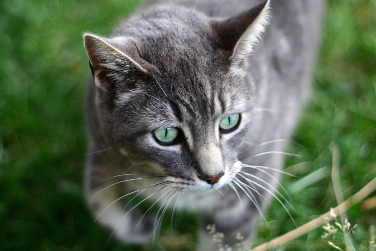 Si tu gato parece tener un malestar estomacal, hay una serie de probados y verdaderos remedios que puedes tratar para aliviar su estómago.